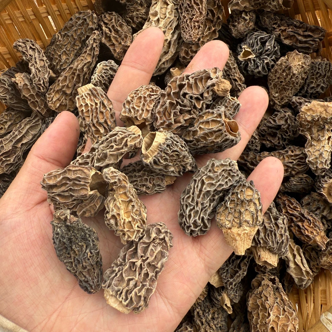 【野生羊肚菌】云南高原羊肚菌肉头厚实煲汤蒸鸡蛋非种植