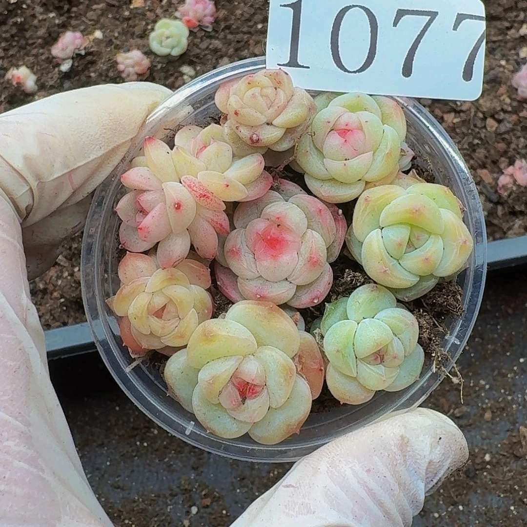 多肉植物多肉植物1077