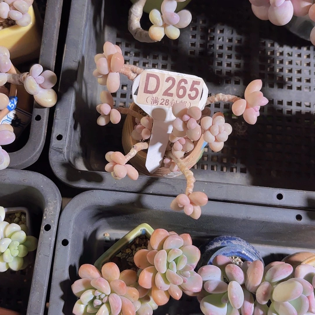 ?****茶D265奶酪杂交一物一拍