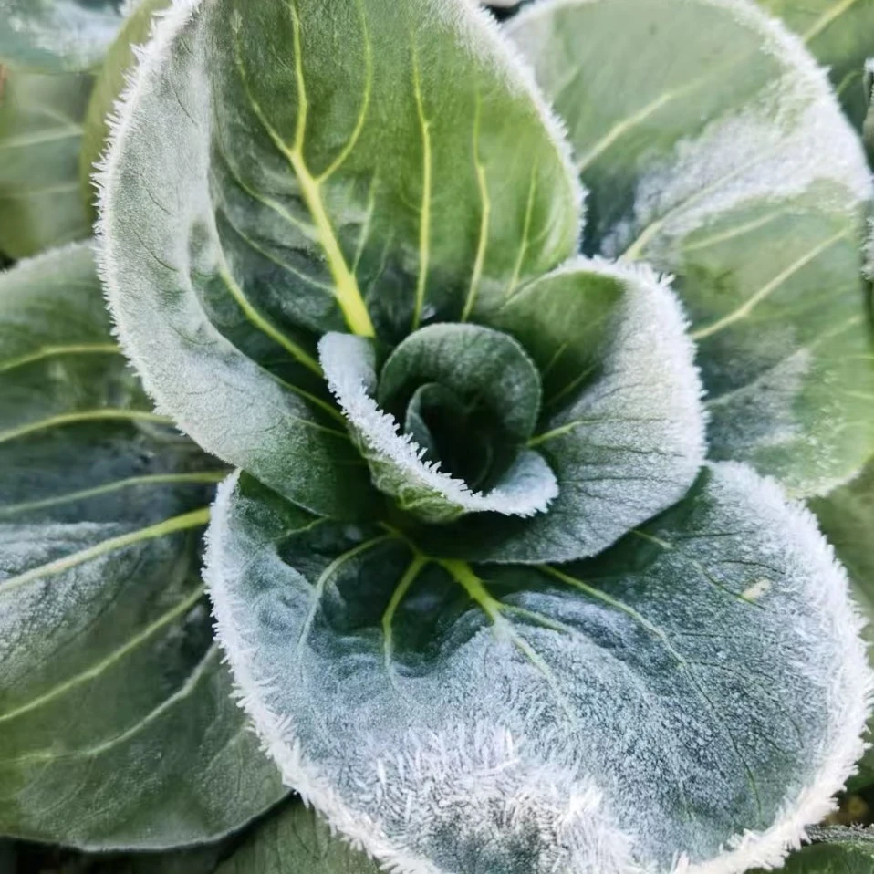 苏北农家霜冻新鲜青菜露天苏州青嫩青菜油菜白菜黑菜太湖菜蔬菜