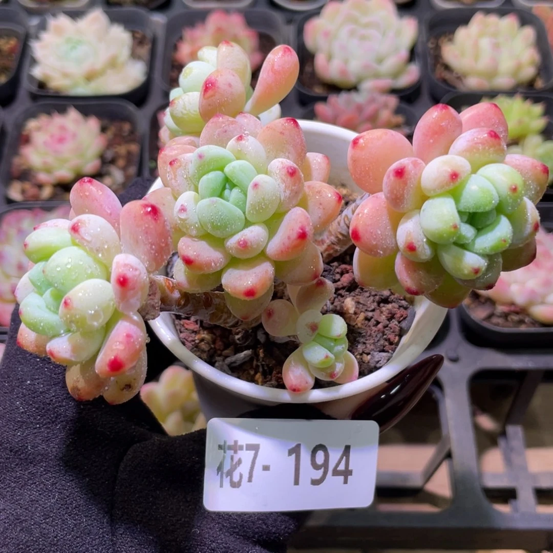 花利美7-194罗琦群