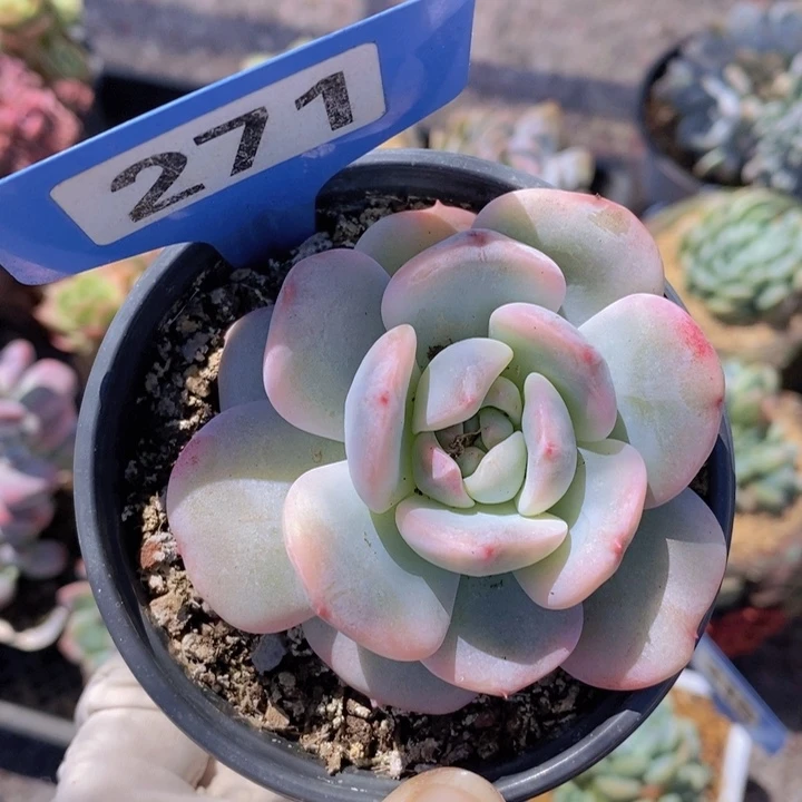 271号星影副轮锦一颗1111