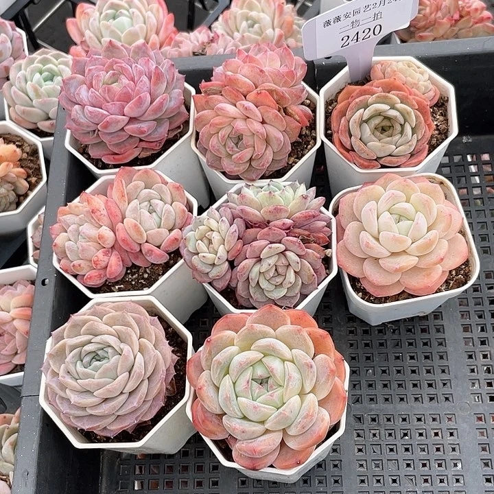 薇薇安园艺多肉2420