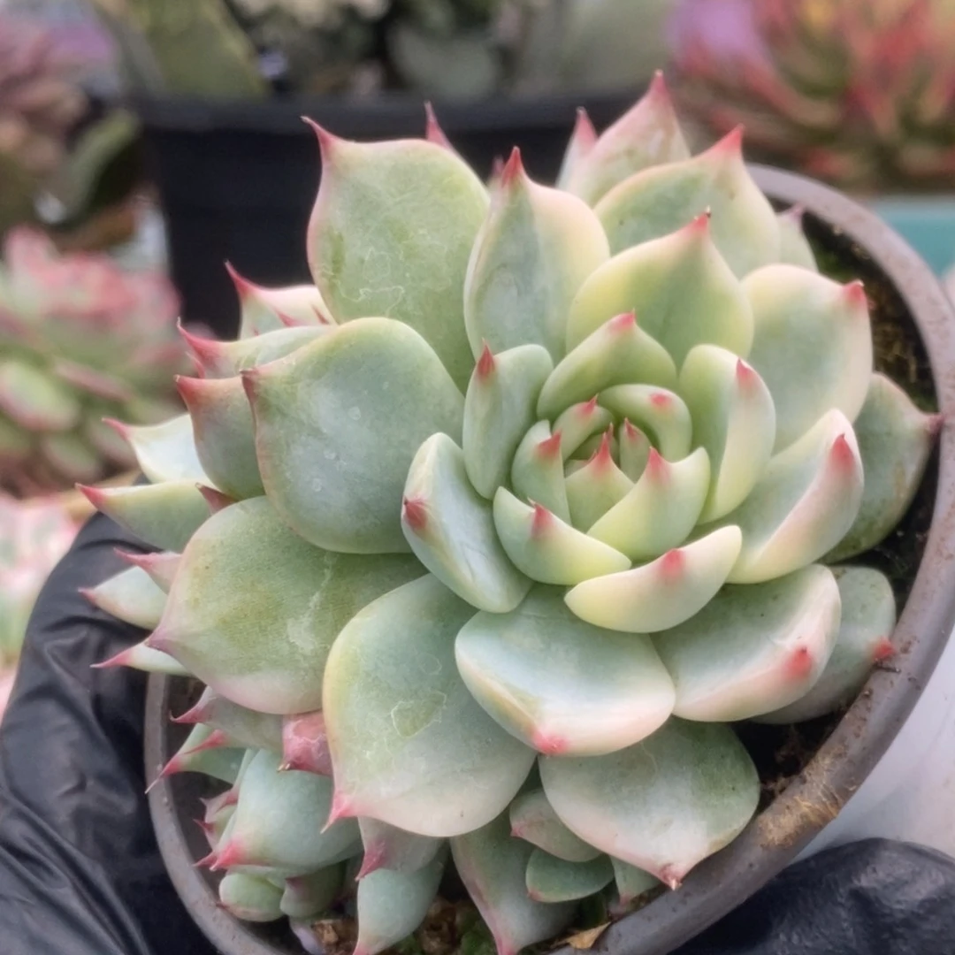 610锦锦锦锦锦锦锦锦