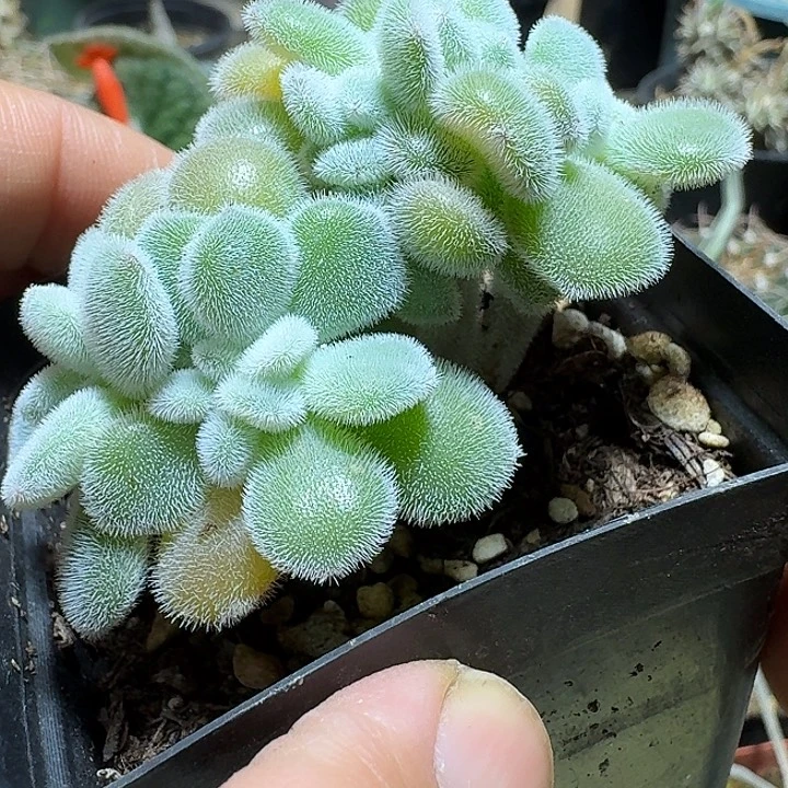 940雪晃星缀化脱土发货