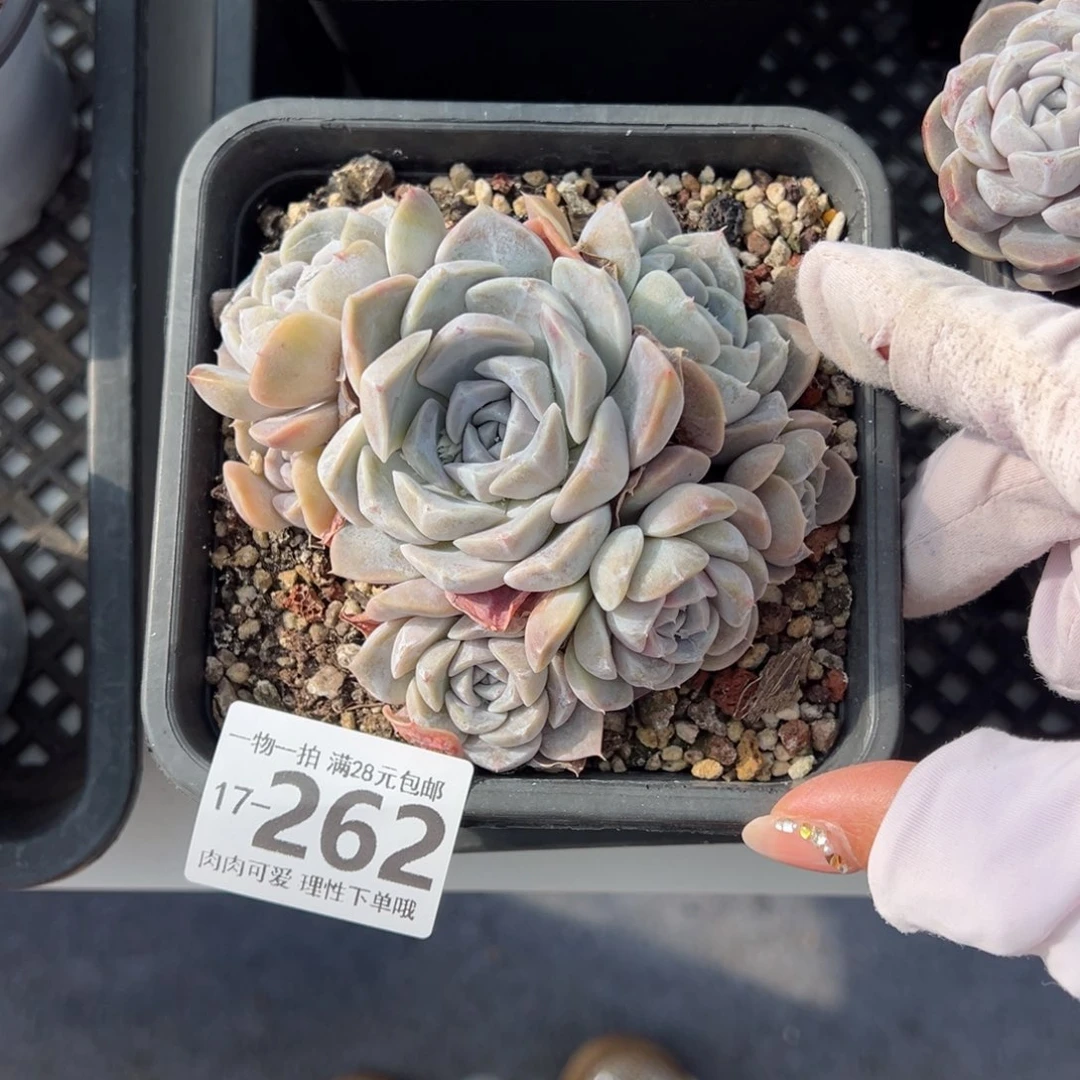 汉堡，多肉多肉多肉多肉