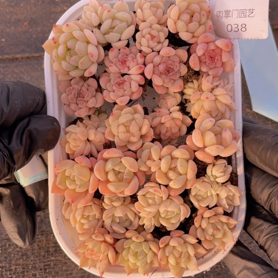 我们的生活方式是什么038