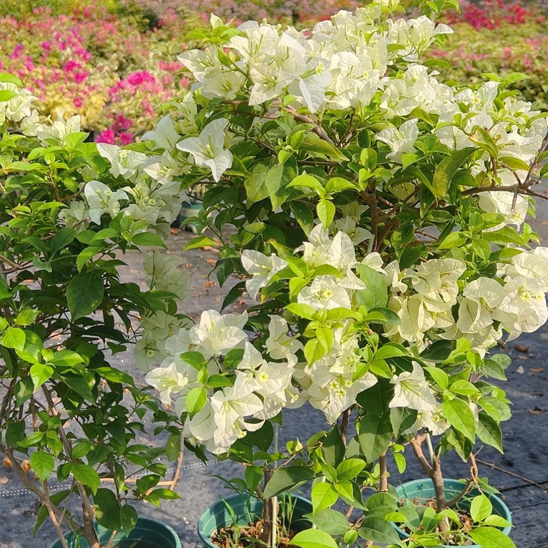当前无花栽培后可以开花白雪公主带竹一棵