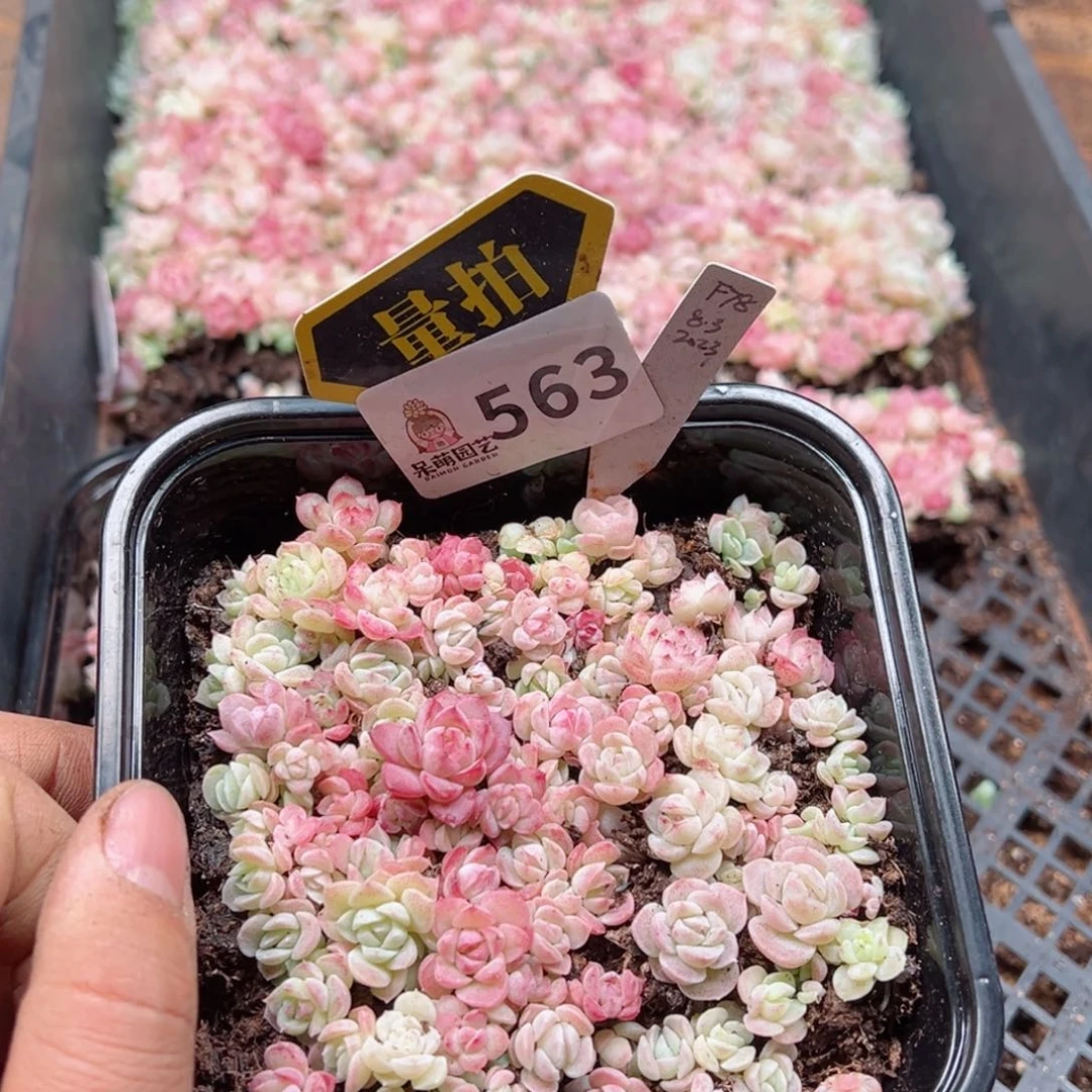 多肉植物多肉植物