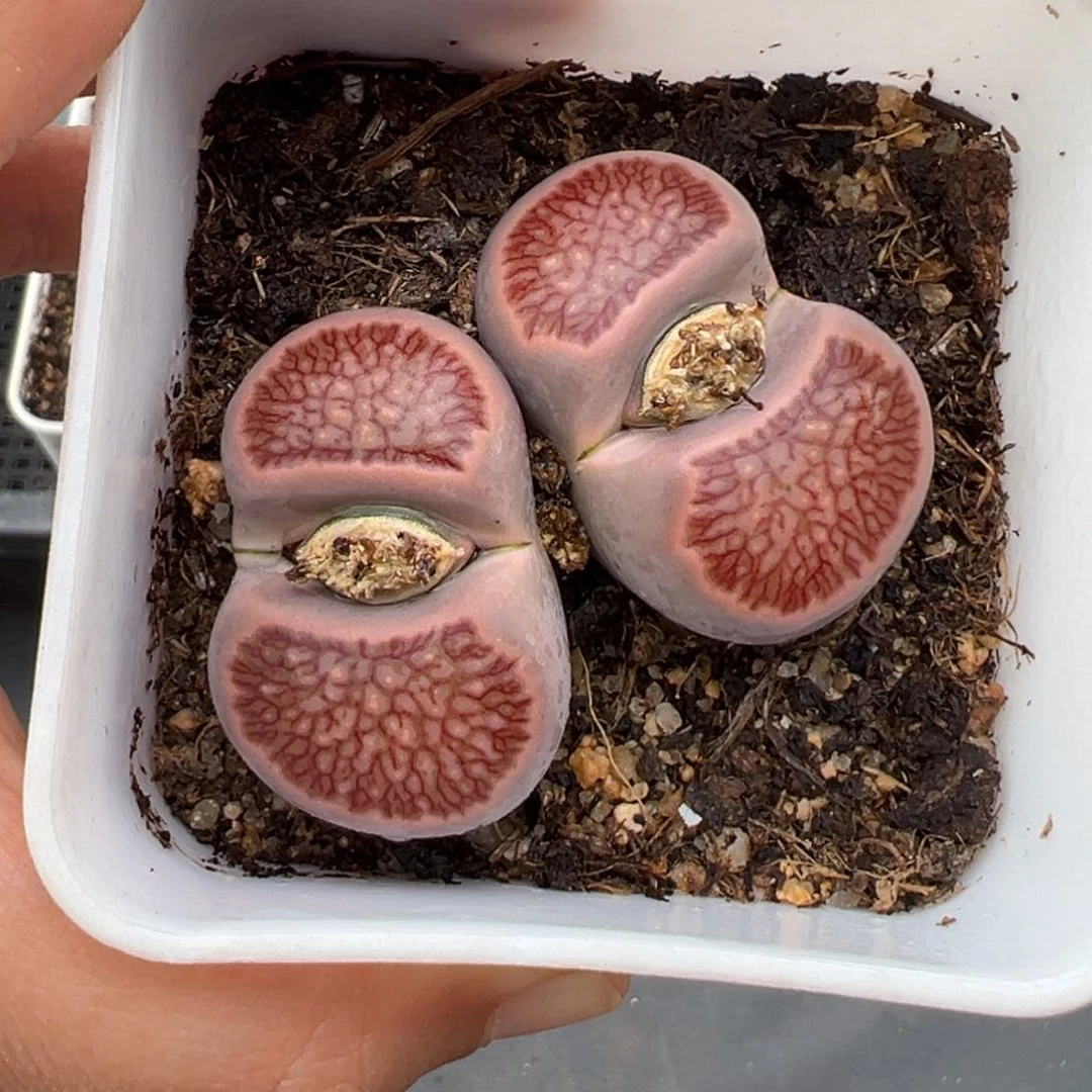 1.21好看的多肉980