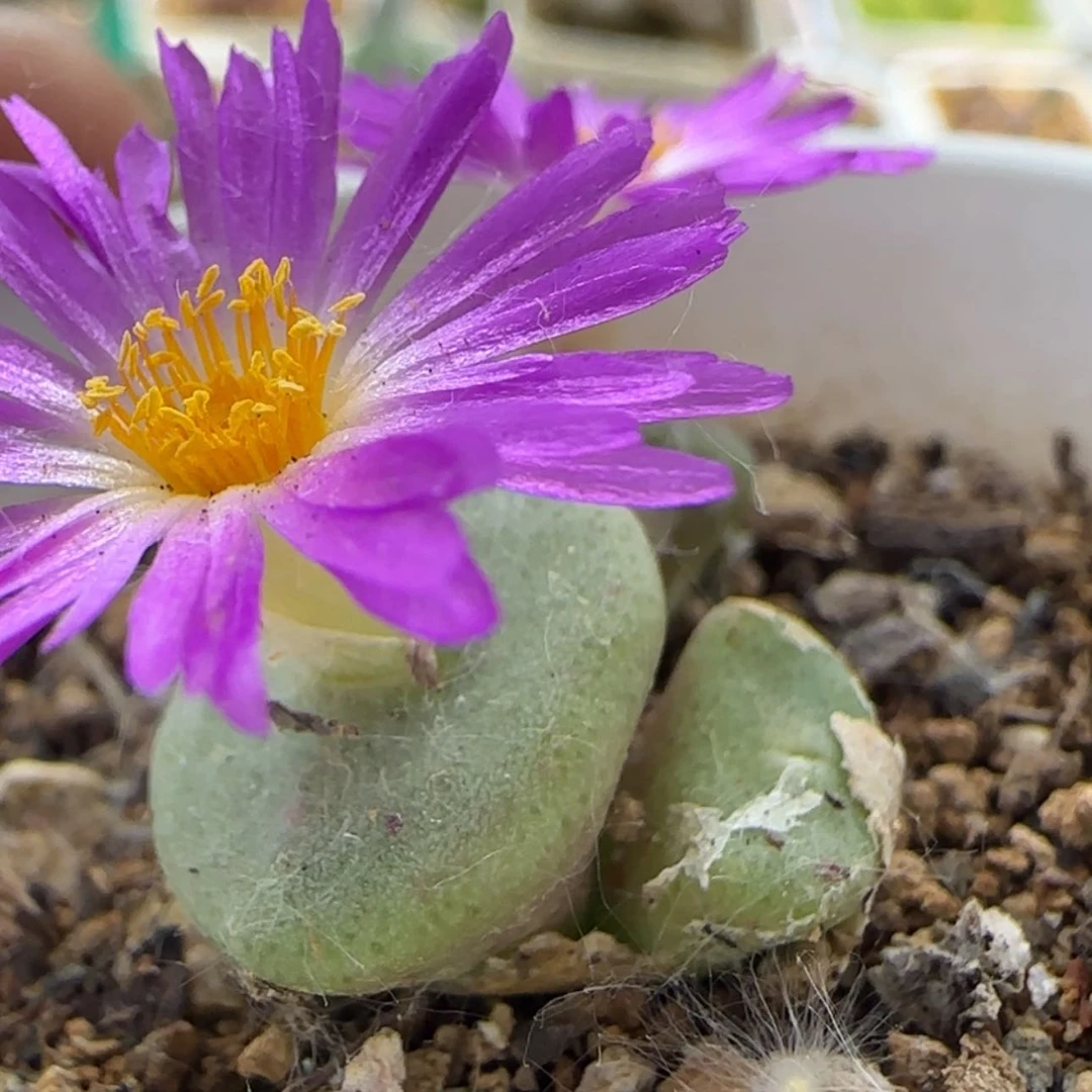 【闪购商品】13129