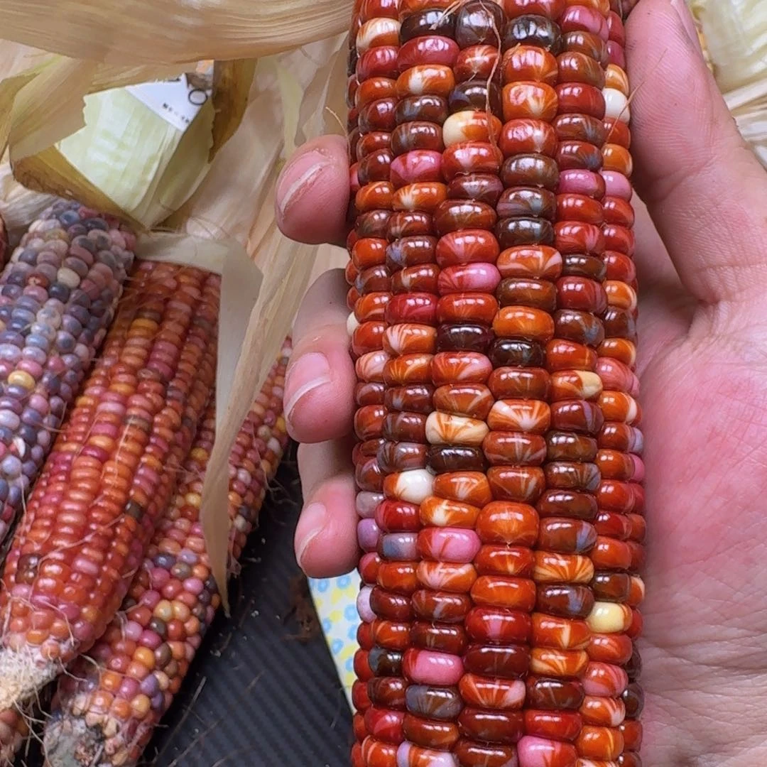 皮***麻柏香籽/百香籽吊坠