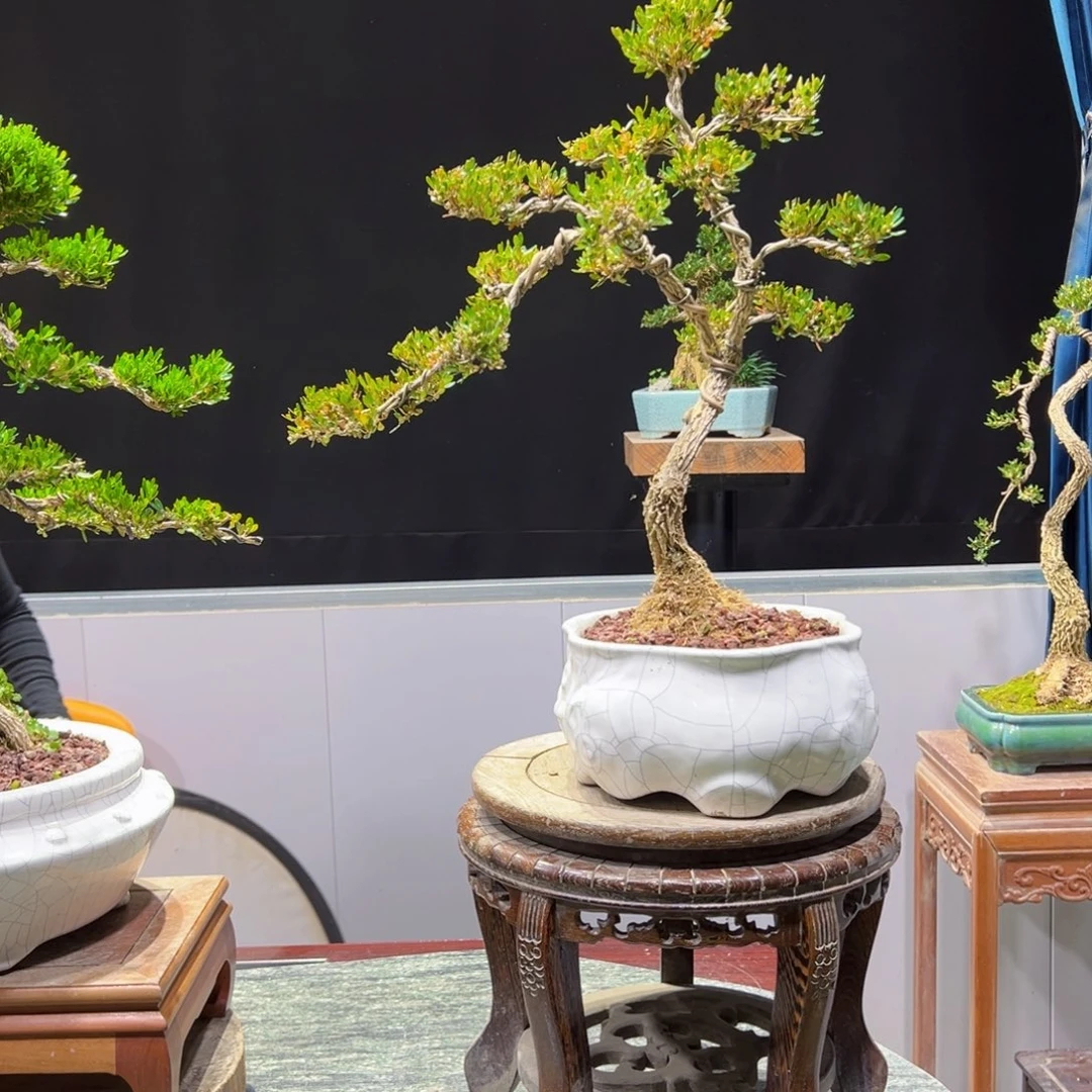 绿植黄杨盆景盆景