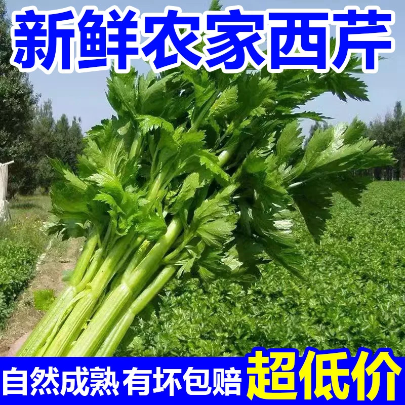 产地直发河南新鲜露天带叶芹菜轻食榨汁非小香芹火锅食材整箱发货