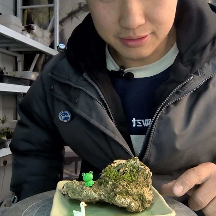 巧*小盆景小植物一物一拍13