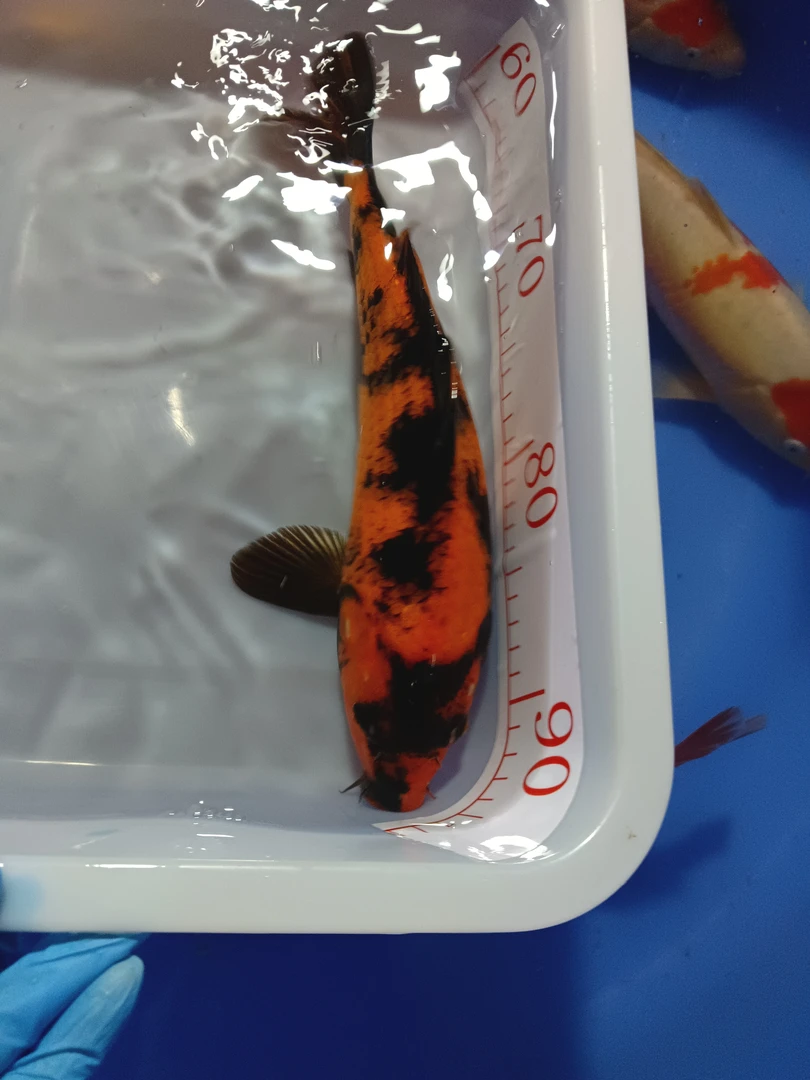 大日精品绯写，纯血统鱼