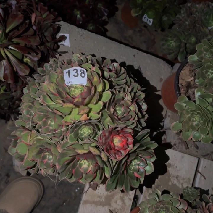 138孔雀翎多肉植物