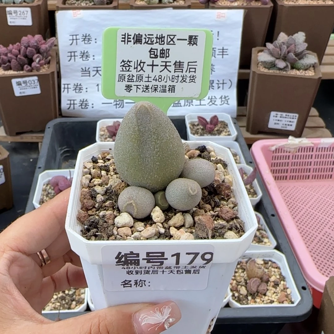 179哈密瓜多肉植物