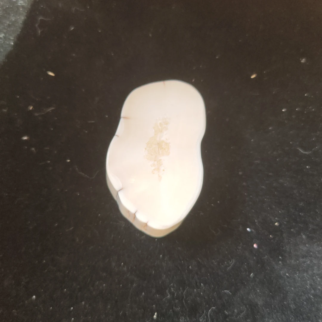 猛犸猛犸虬饼子WW782