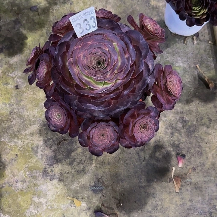 魅金玫瑰33330000000000