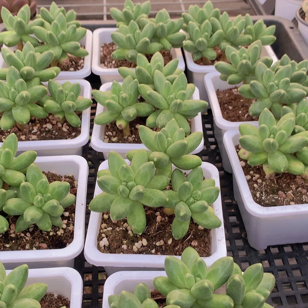 优选千代田346788999999