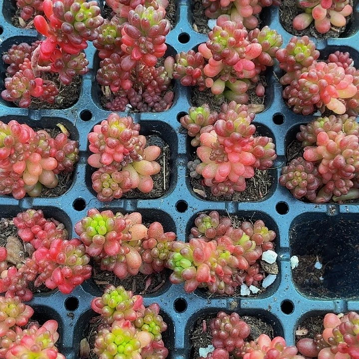 小浆果1元带土发