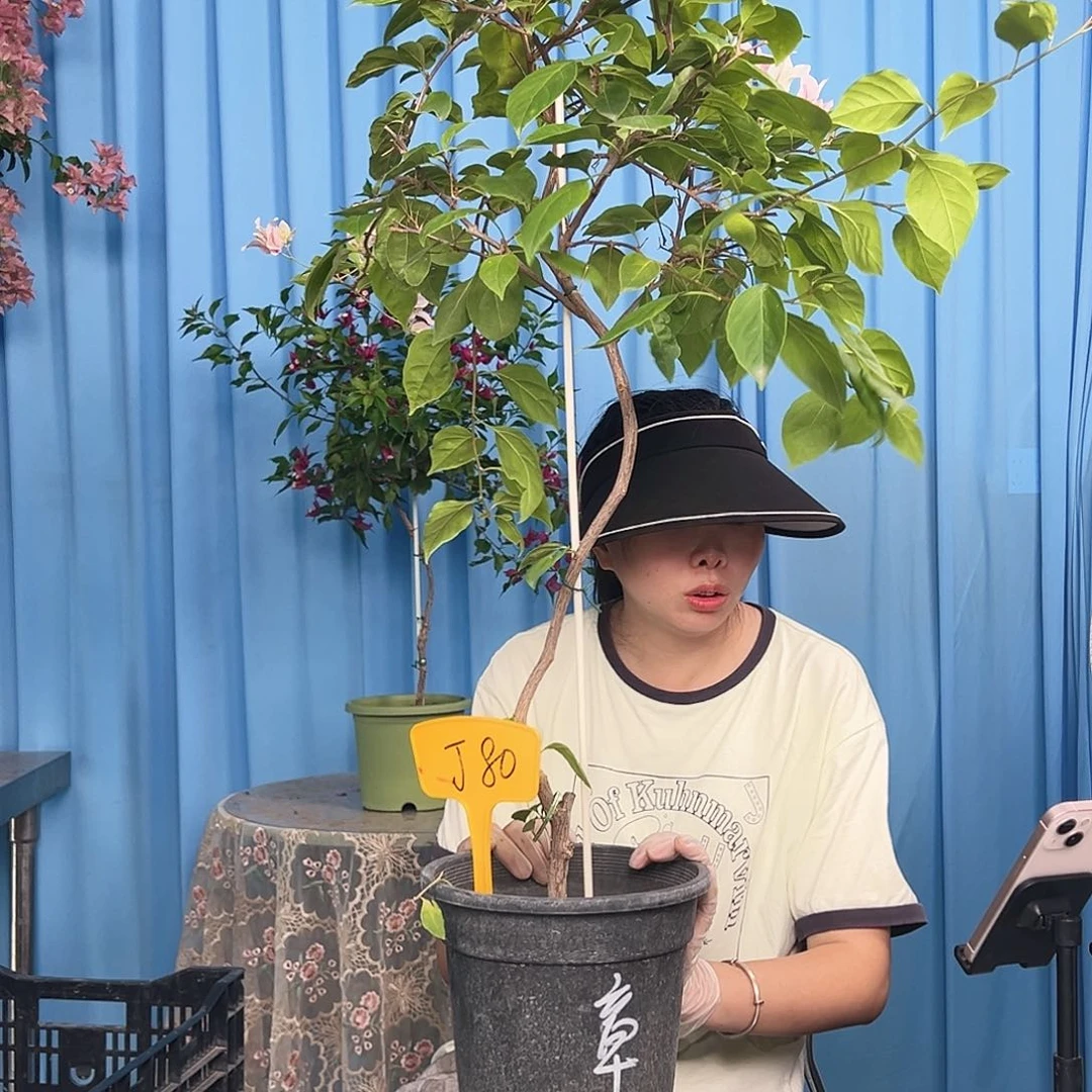 妃***儿当前无花栽培后可以开花J80章红樱