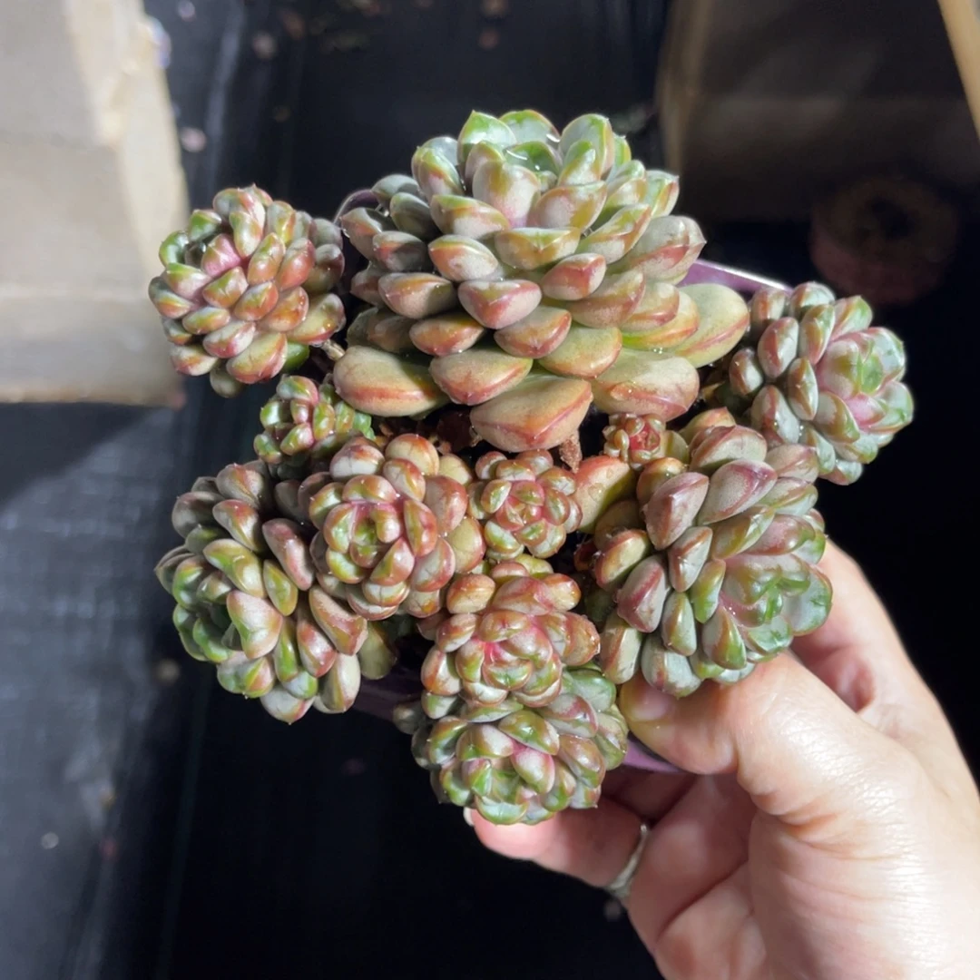 姬葡萄 一物一拍不支持退换