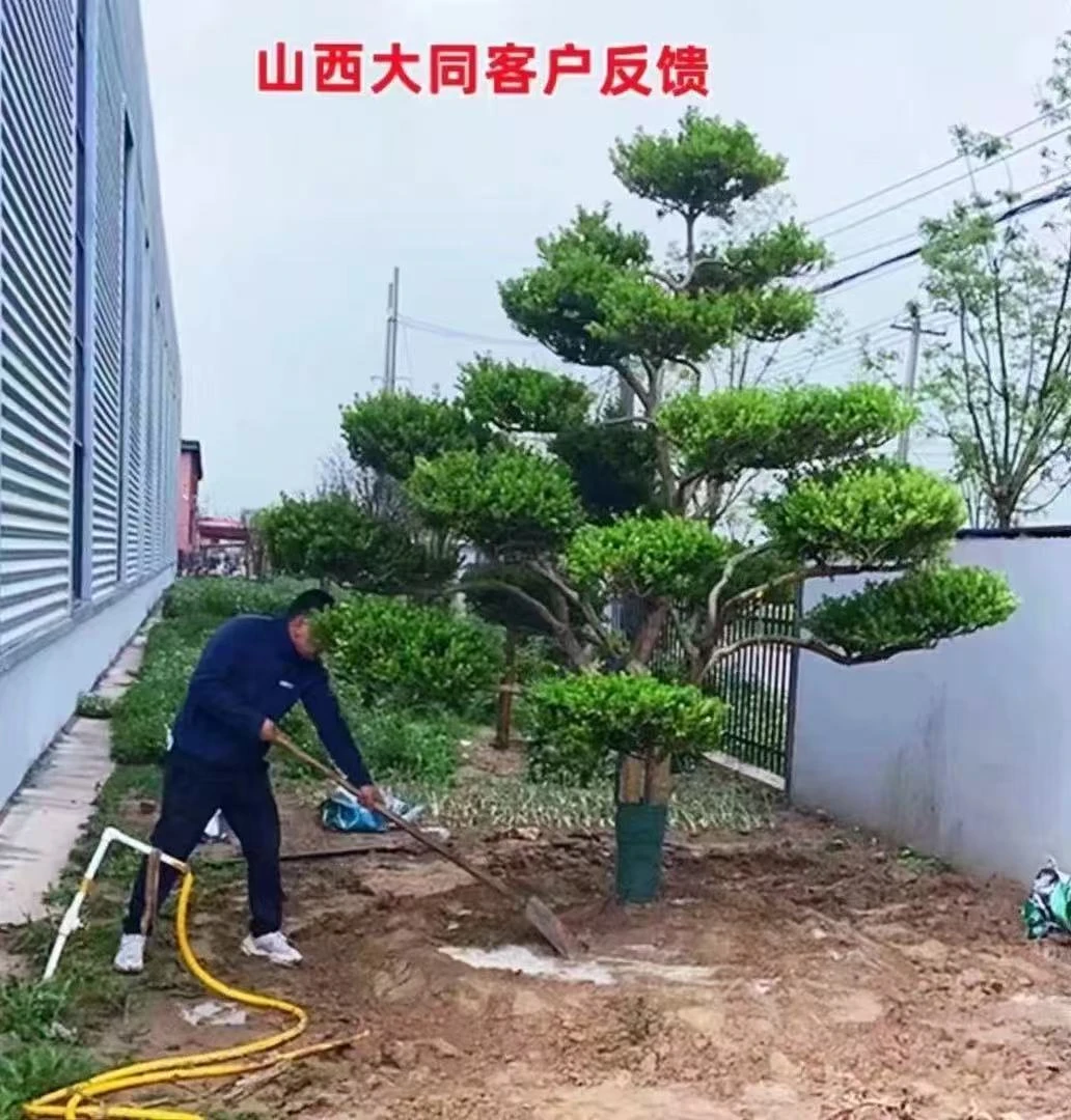 造型黄杨基地直发直播间用于庭院别墅绿化