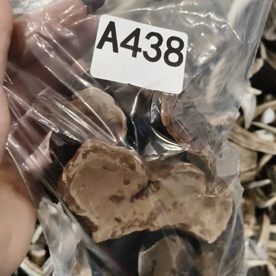 风***顺鹿角鹿角鹿角鹿角鹿角
