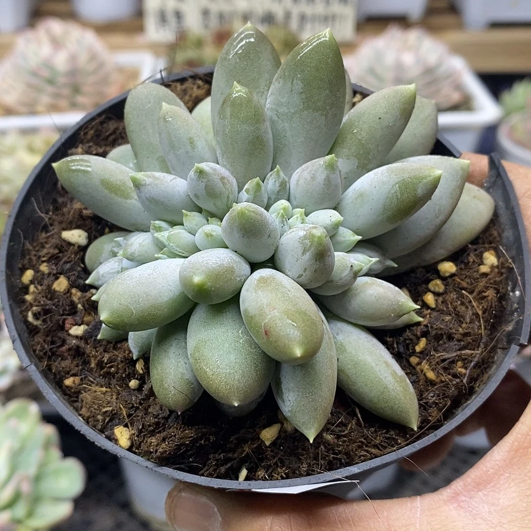 13123 哥特萝莉缀化 需延时发货