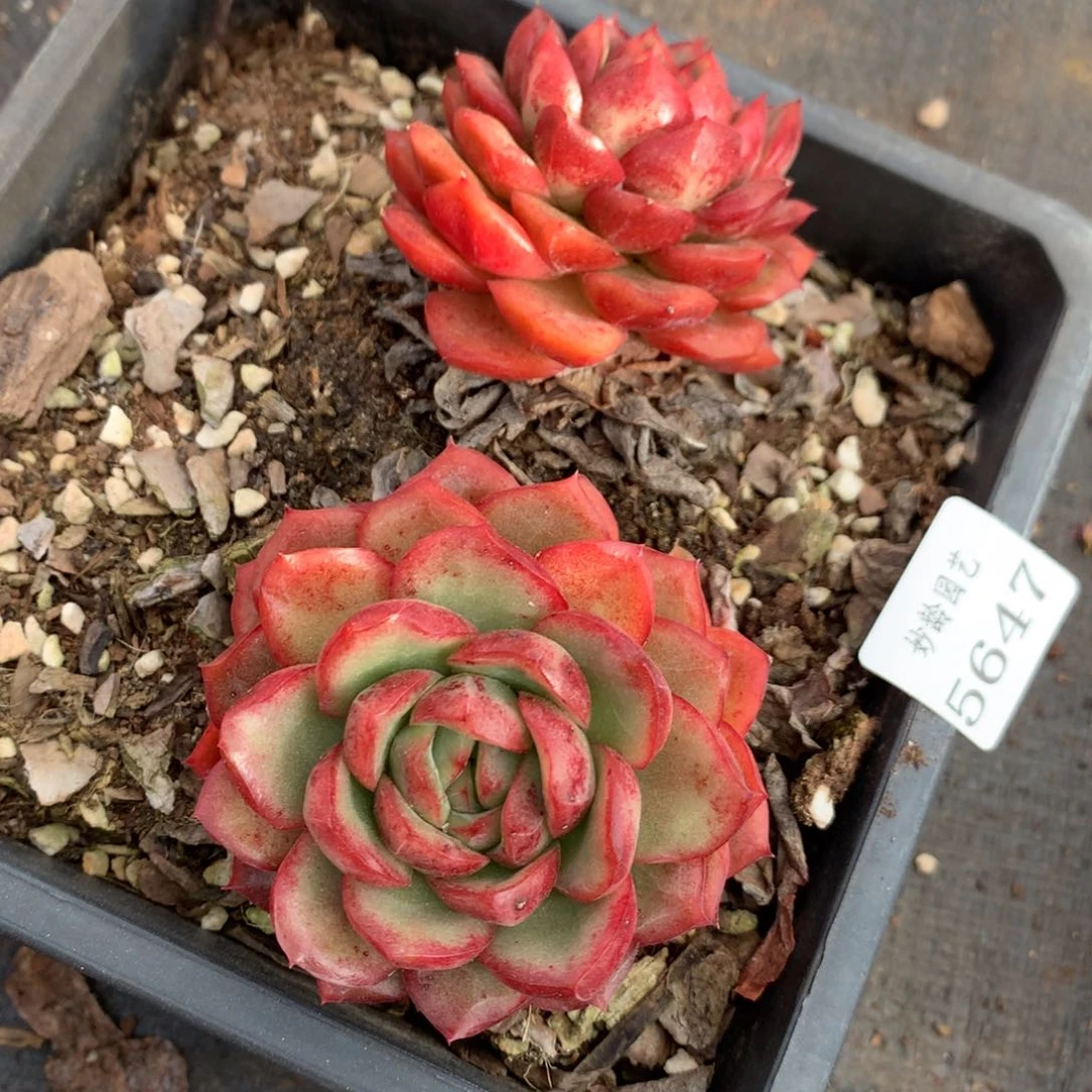 5647杂交精品基地14厘米