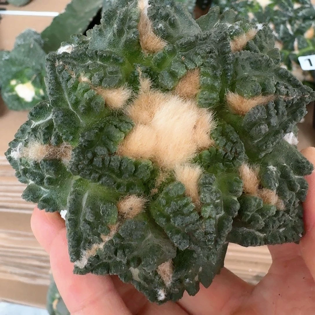 【闪购商品】无花朵苗接志贺龟甲134