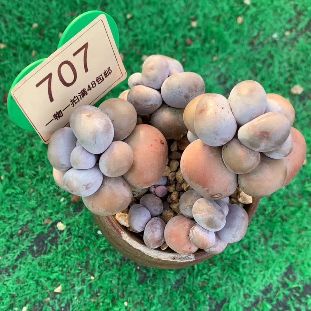 烟美人奶酪开播福利