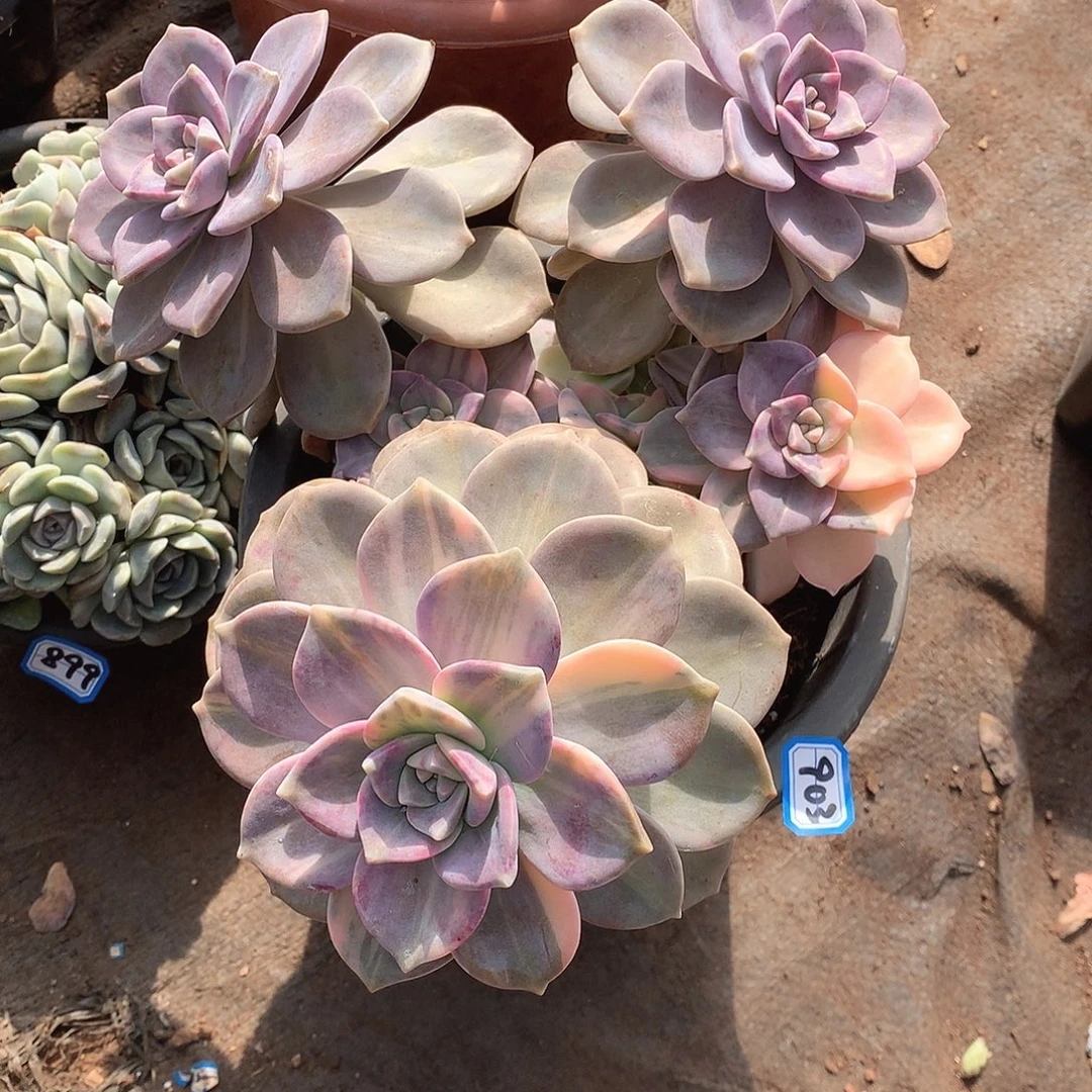 903紫乐锦 一物一拍多肉