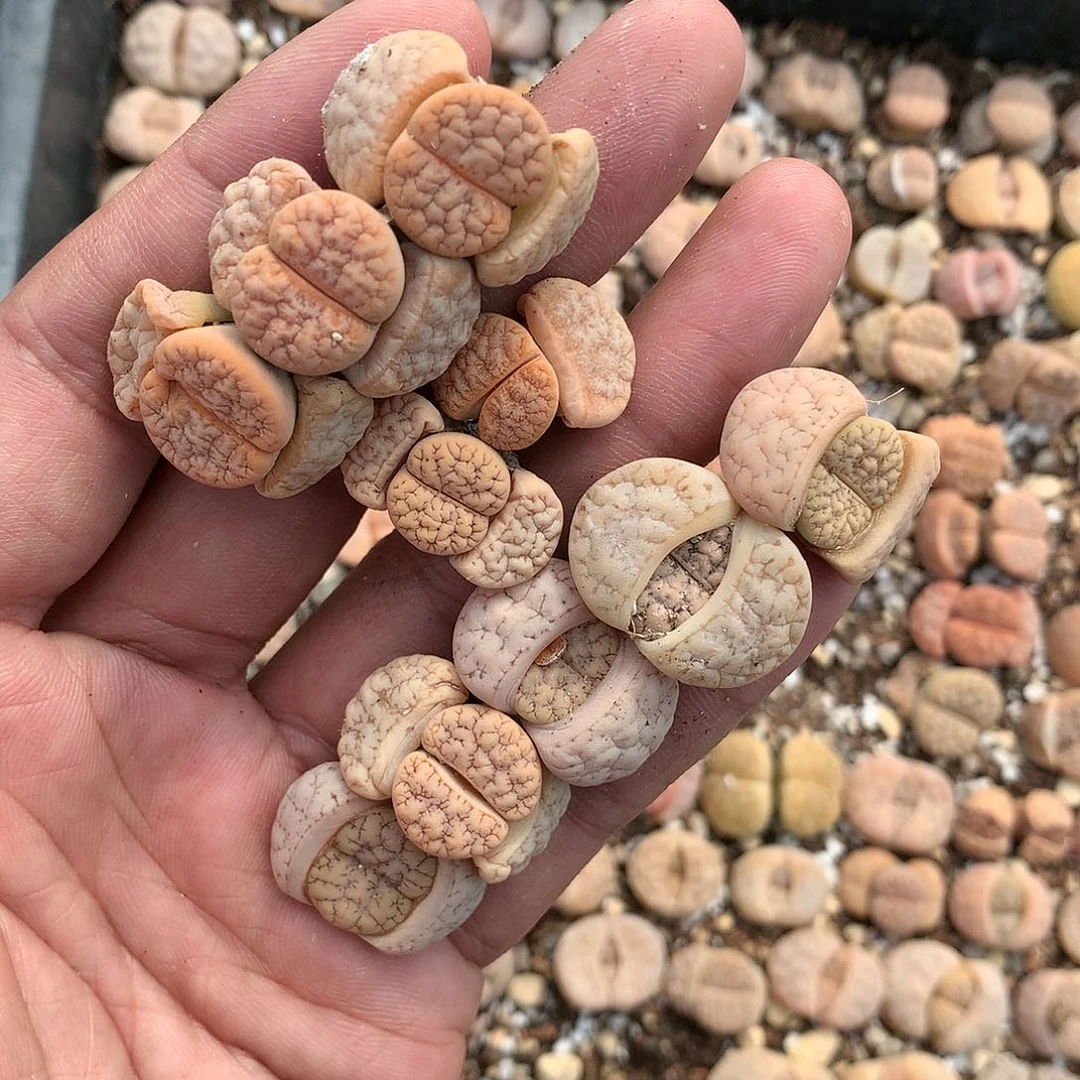 旧**雨K840多肉植物保护