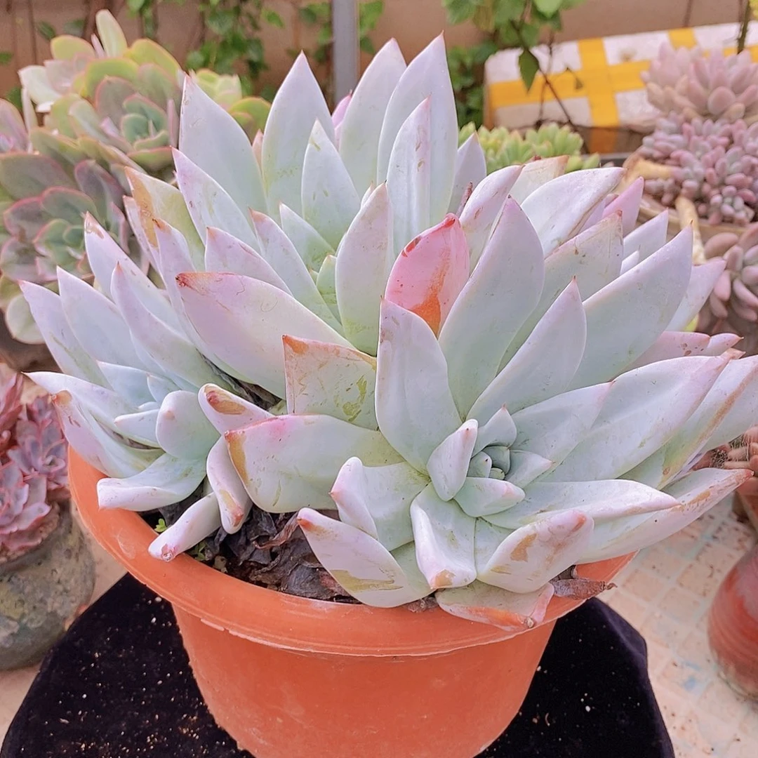 多肉植物非常福利巨人