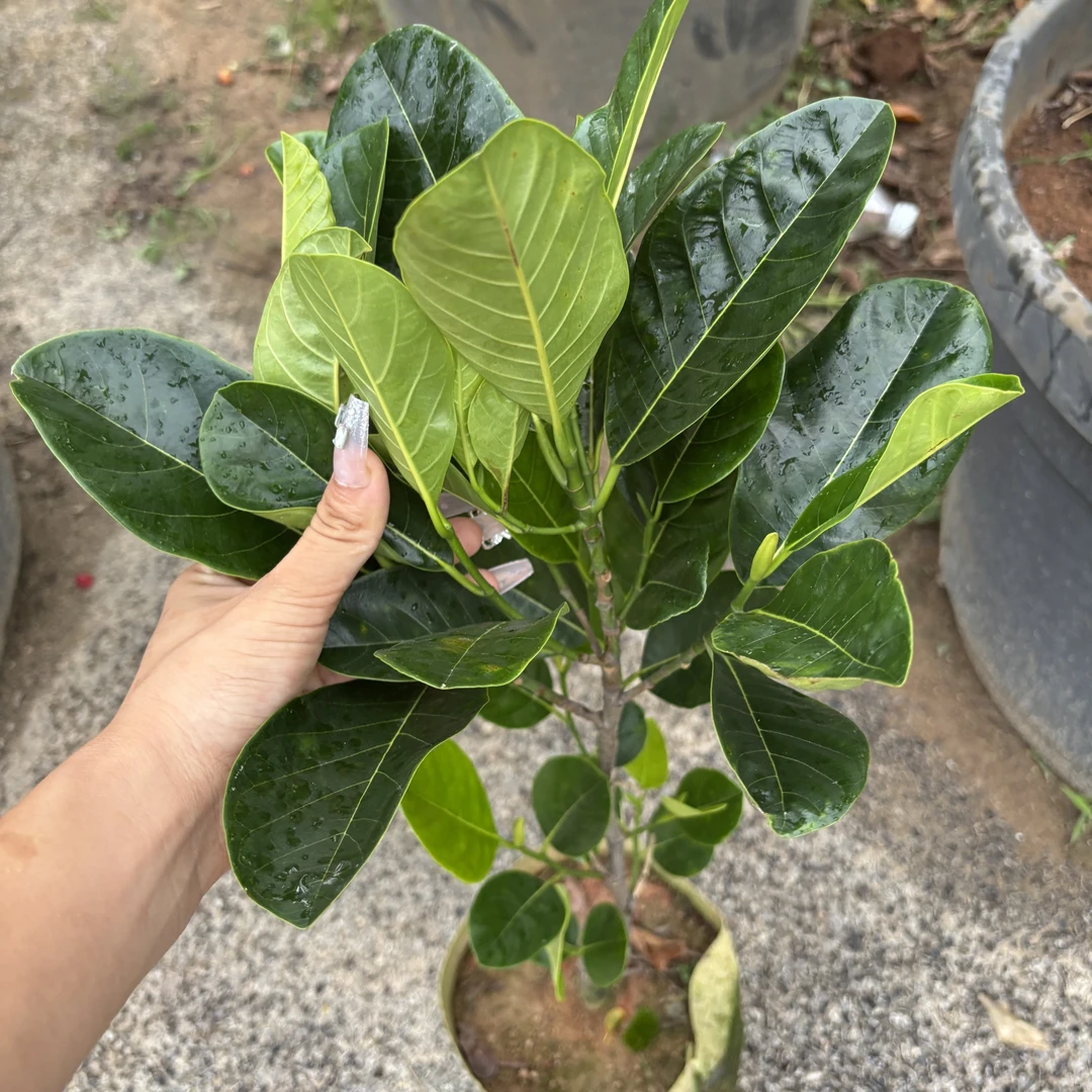 正品正货印尼红肉菠萝蜜干湿包自带榴莲香味的一个品种