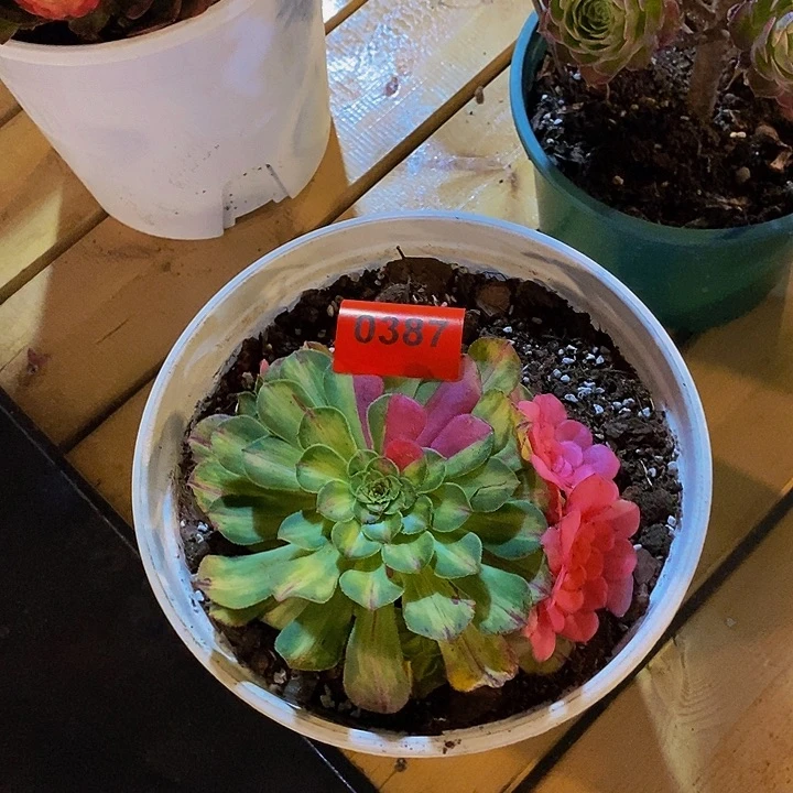 考*0387多肉植物知否