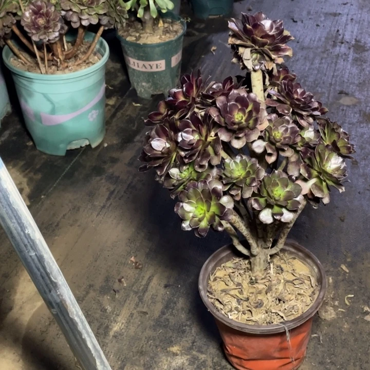 80黑法师多肉植物