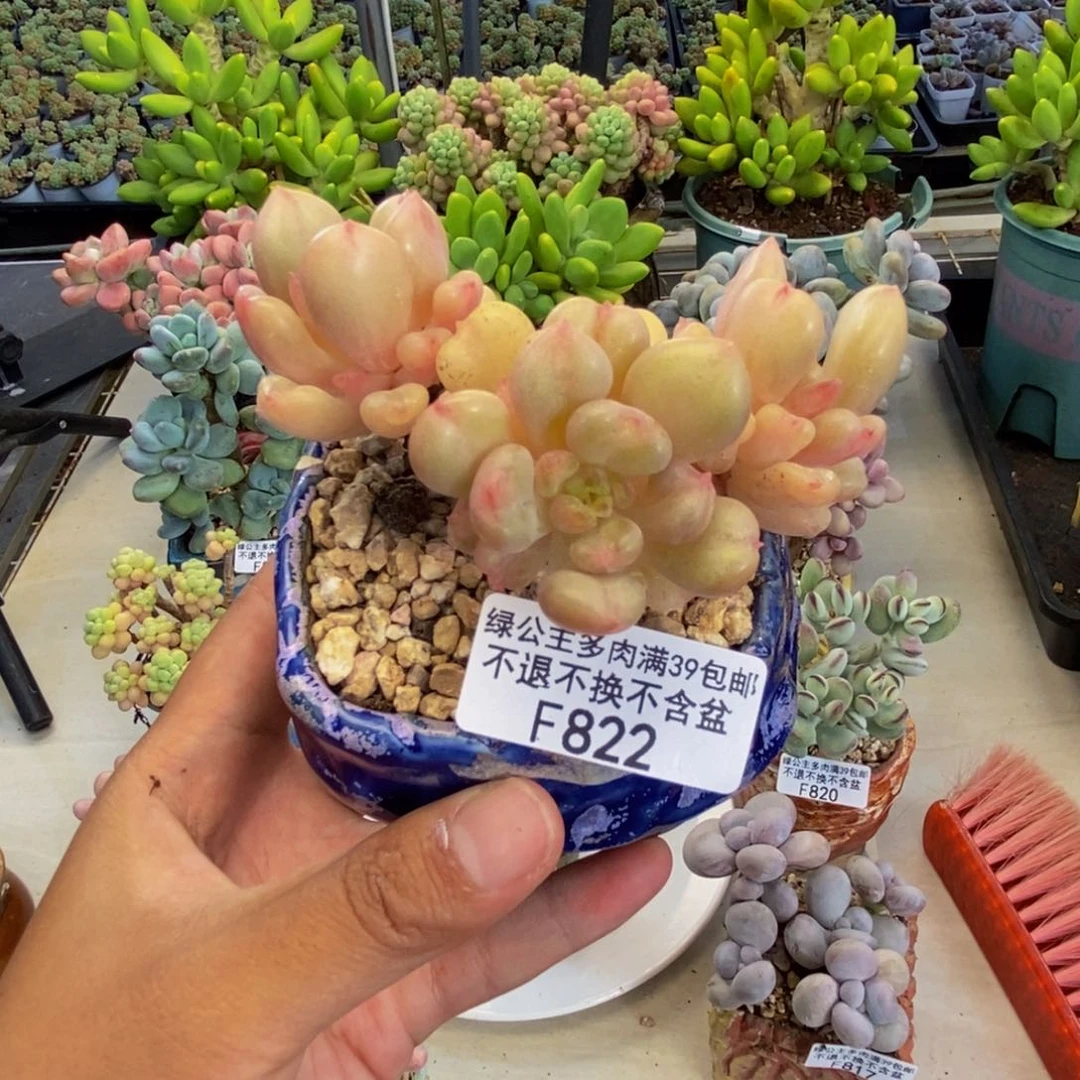 L****822比尔盖茨多肉7cm