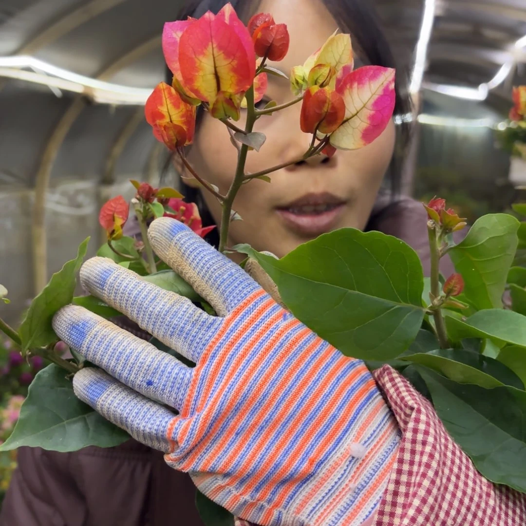 全部花苞（哪吒）三角梅会落花落叶会光杆苗有大有小