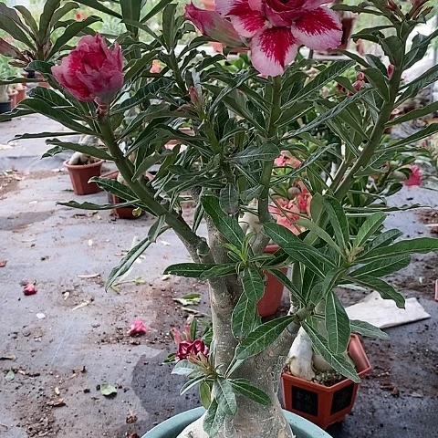 【闪购商品】无花朵幸**英