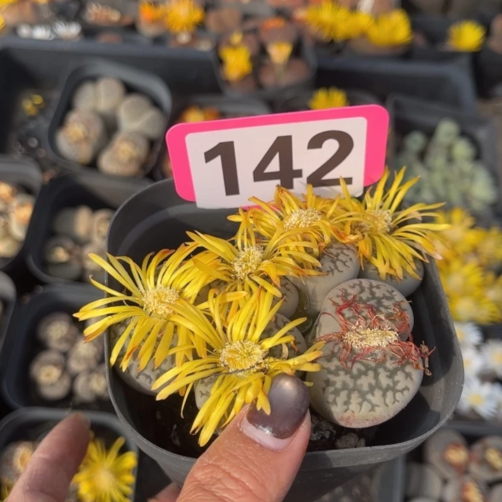 哇***叽142有伤888888888888