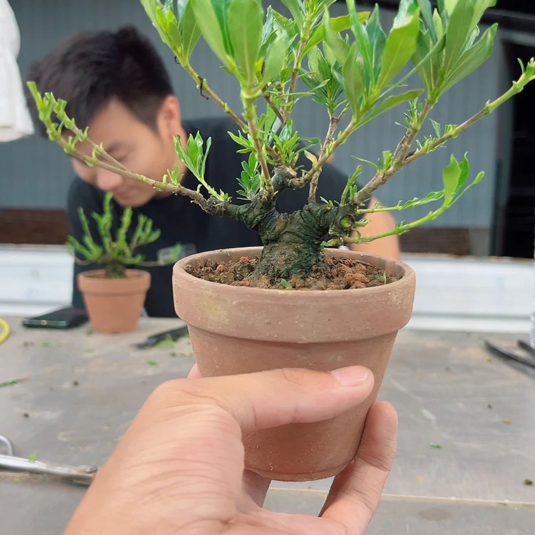 麋***路无花朵喜黛玉栀子花链接