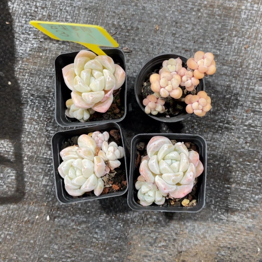 木***三云尘多肉一物一拍371