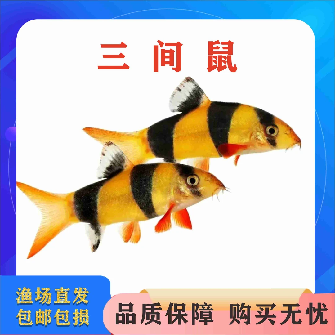 三间鼠鱼观赏鱼清洁鱼绿藻清残食清扫除藻