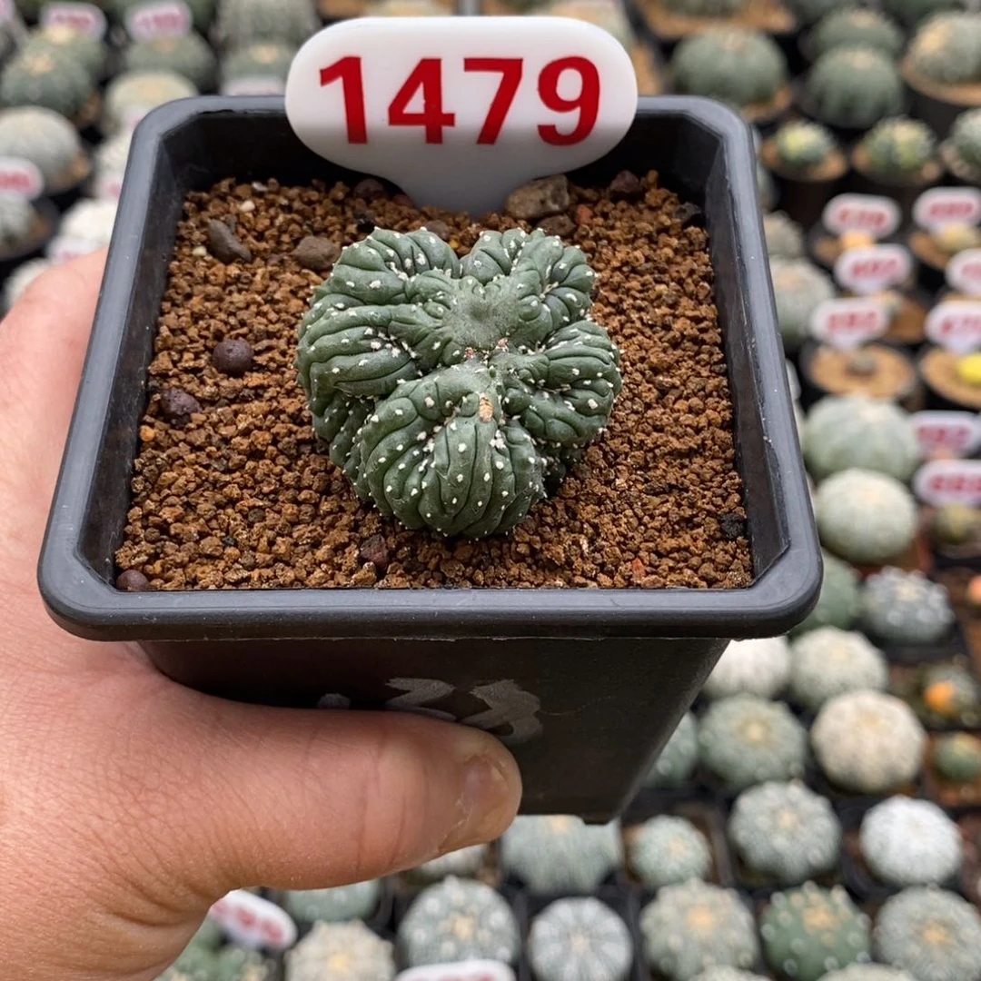 1479兜缀福利来了来了