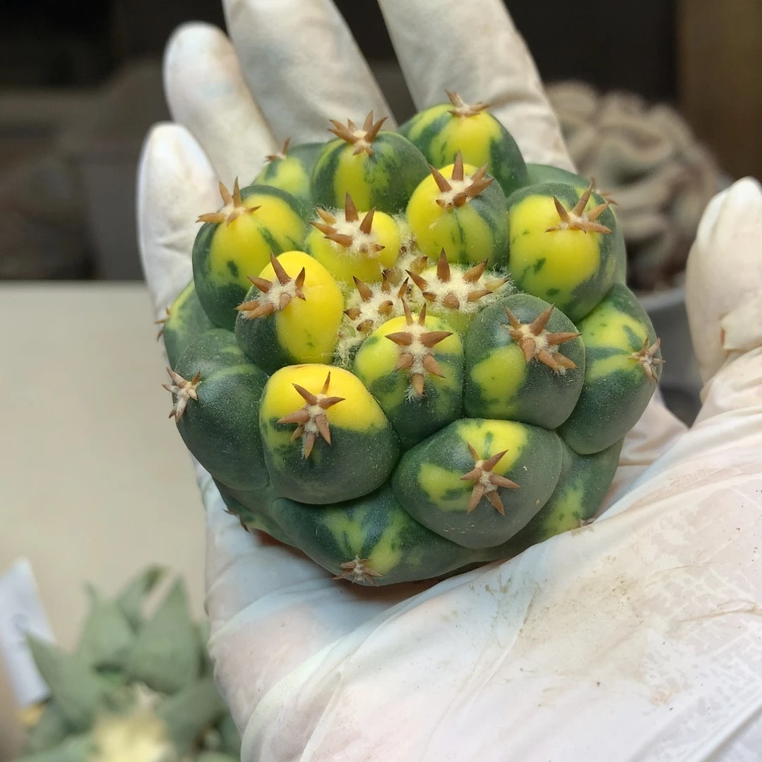 18号 尤接短豪刺獠牙散斑锦6公分 无根