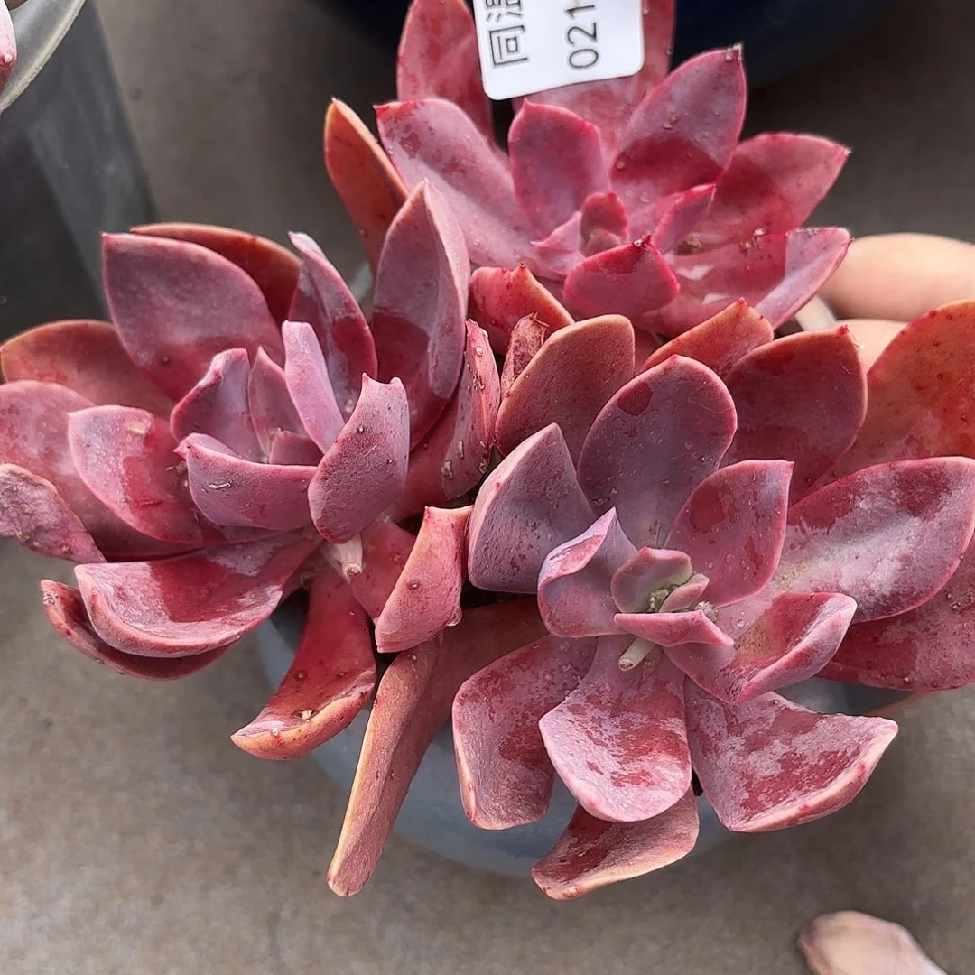 傻同温层多肉花伐133